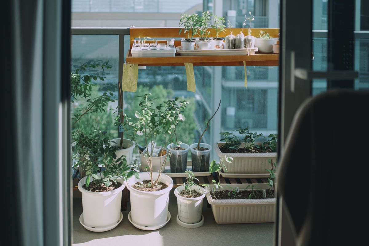 Un balcón chico con plantas en macetas y un estante para ganar espacio