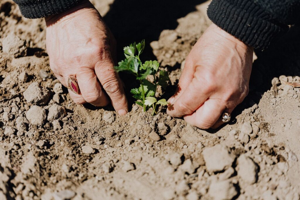 Manos plantando un plantín en la tierra de un jardín