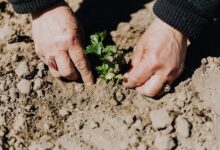 Manos plantando un plantín en la tierra de un jardín