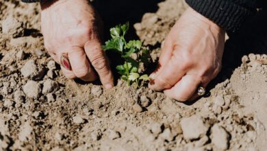 Manos plantando un plantín en la tierra de un jardín