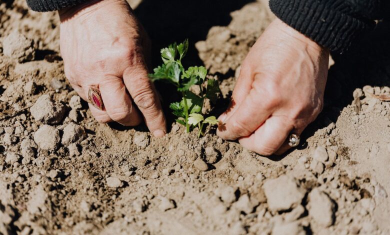 Manos plantando un plantín en la tierra de un jardín
