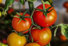 Tomates rojos madurando en la planta en una huerta