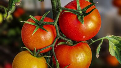 Tomates rojos madurando en la planta en una huerta