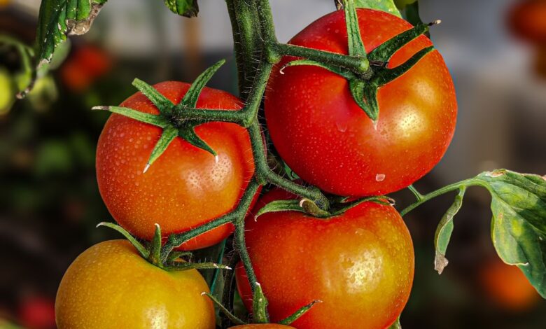 Tomates rojos madurando en la planta en una huerta
