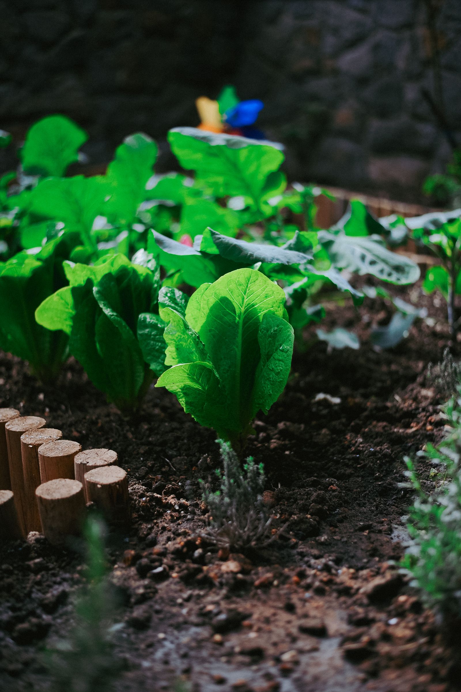 Plantines de verdura creciendo en una huerta