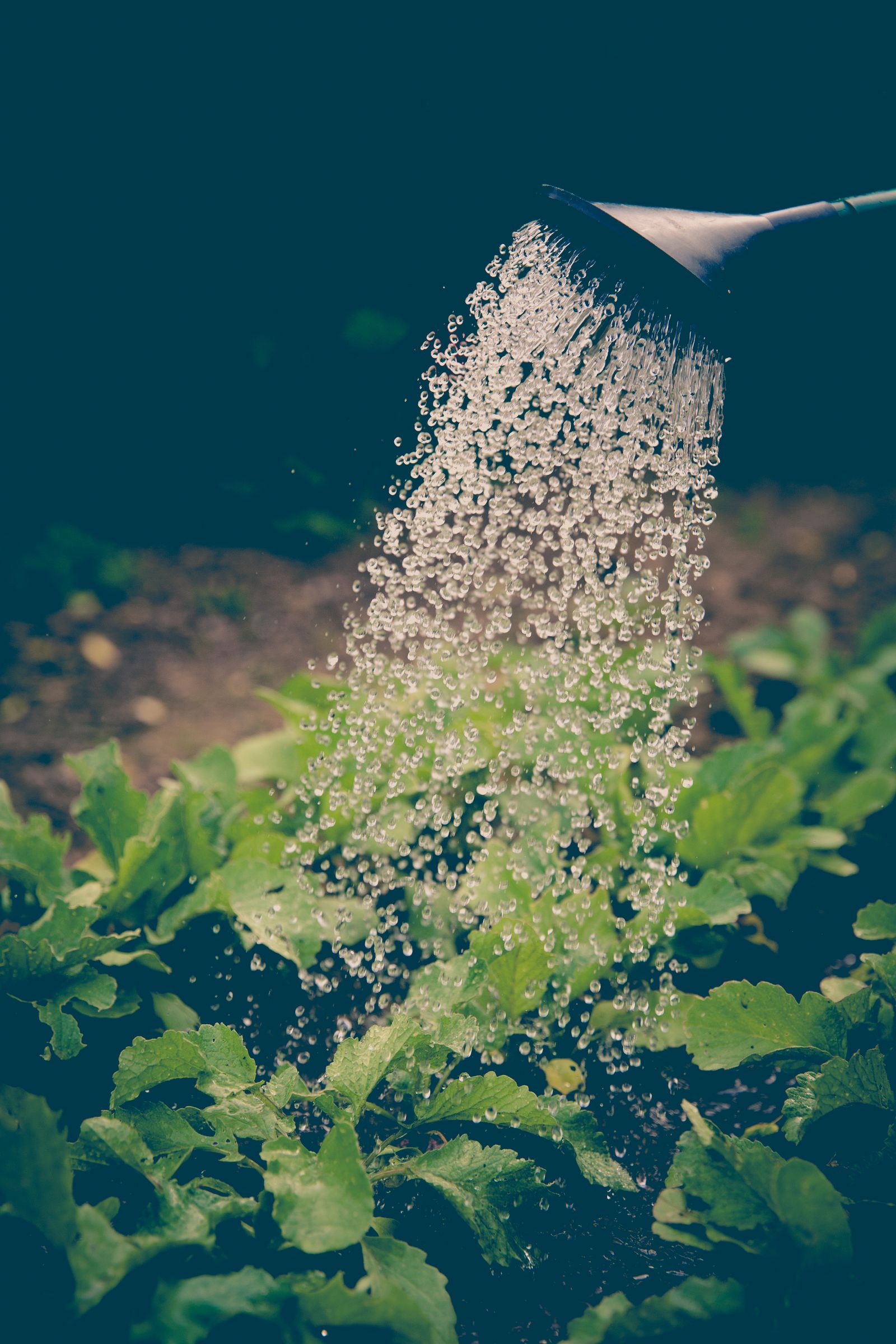 Riego de plantas de huerta con regadera