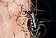 Primer plano de un mosquito picando la piel humana
