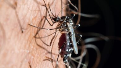 Primer plano de un mosquito picando la piel humana