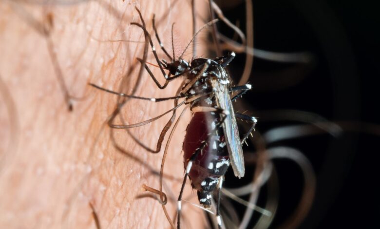 Primer plano de un mosquito picando la piel humana