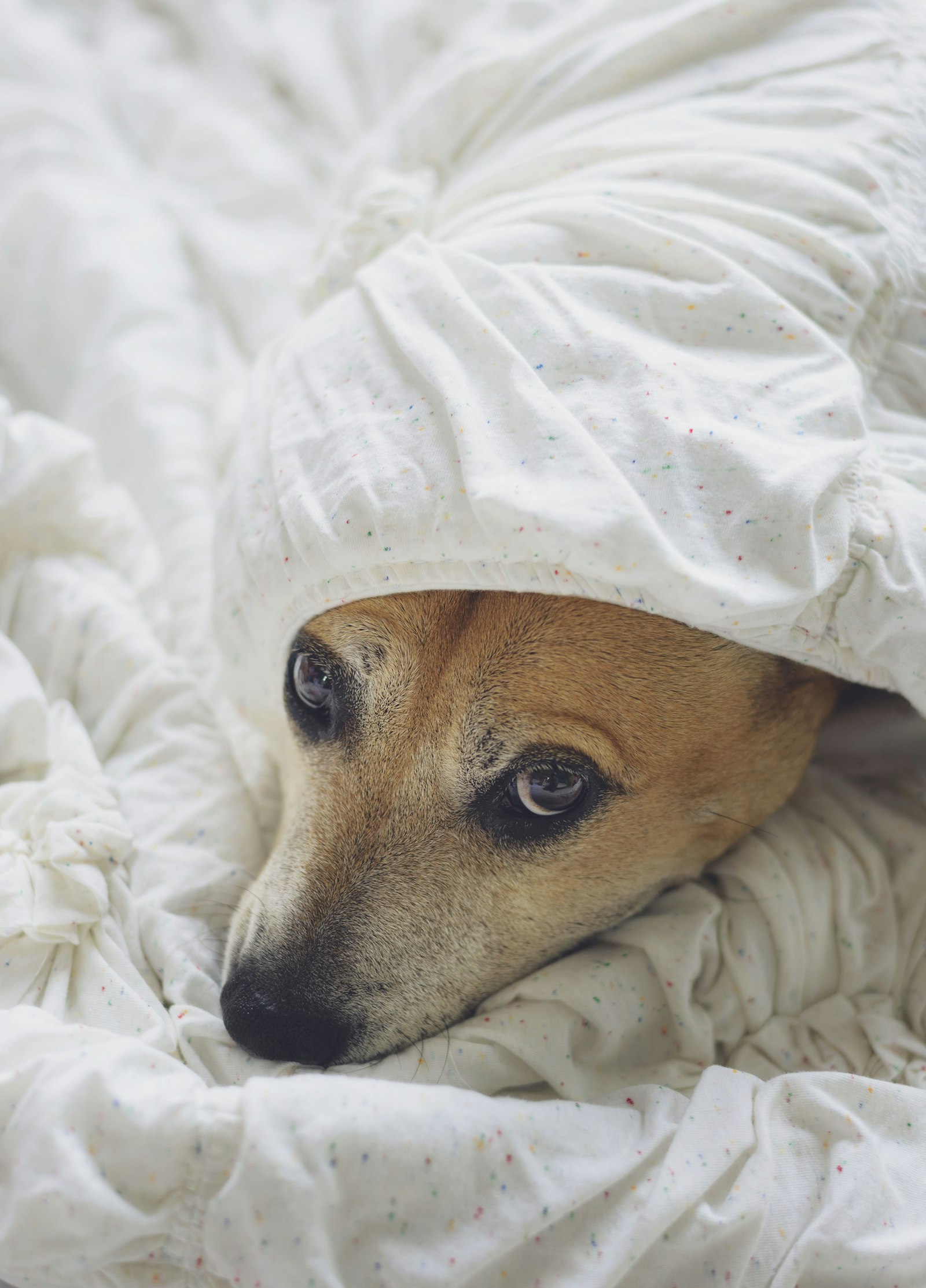 Perro con miedo durante una tormenta