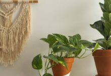 Potus y otras plantas de interior en macetas sobre un estante blanco