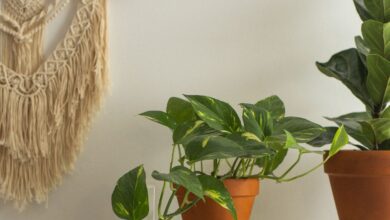 Potus y otras plantas de interior en macetas sobre un estante blanco