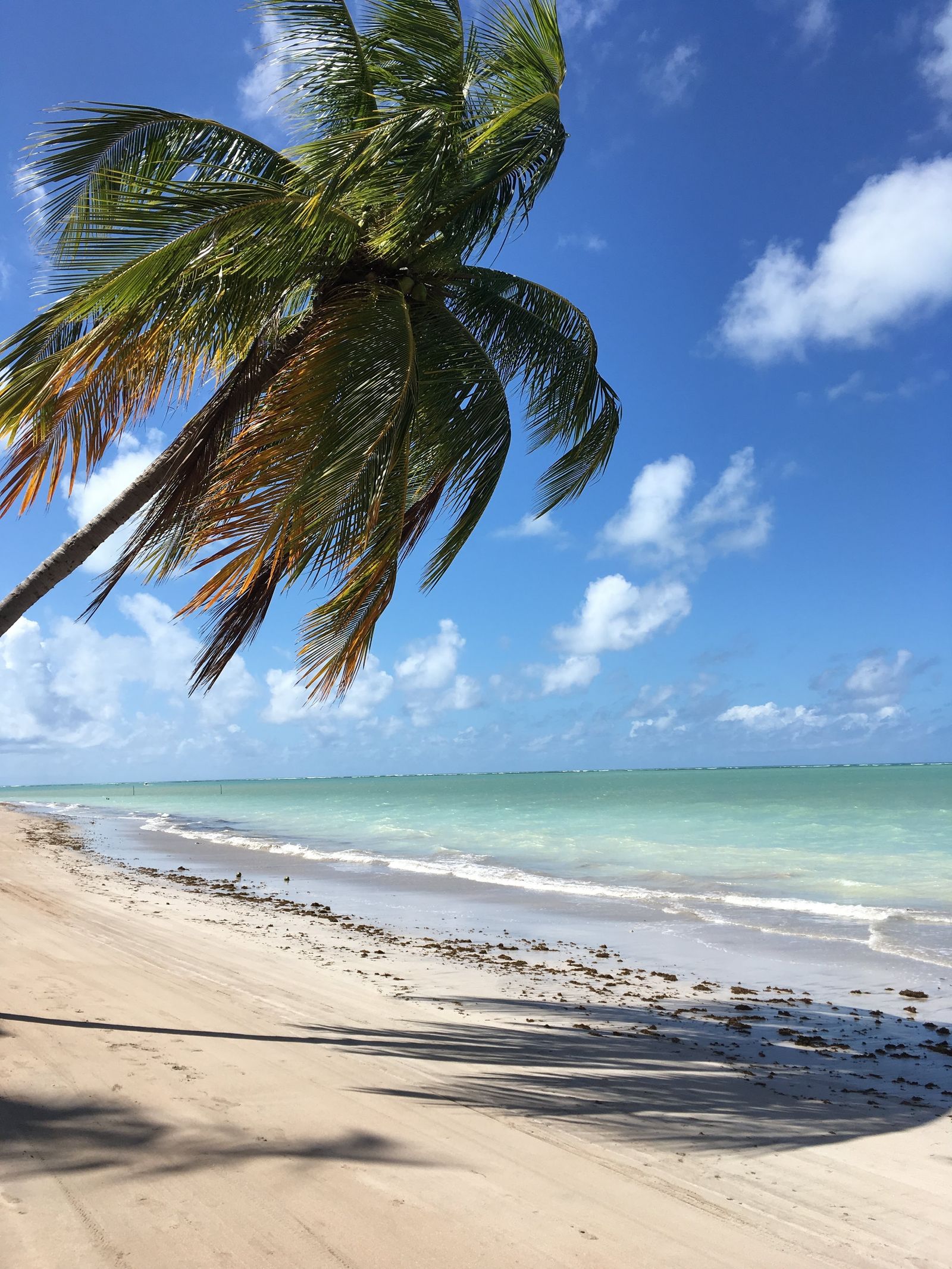 Playa de Maceió, Brasil, con palmera y agua turquesa