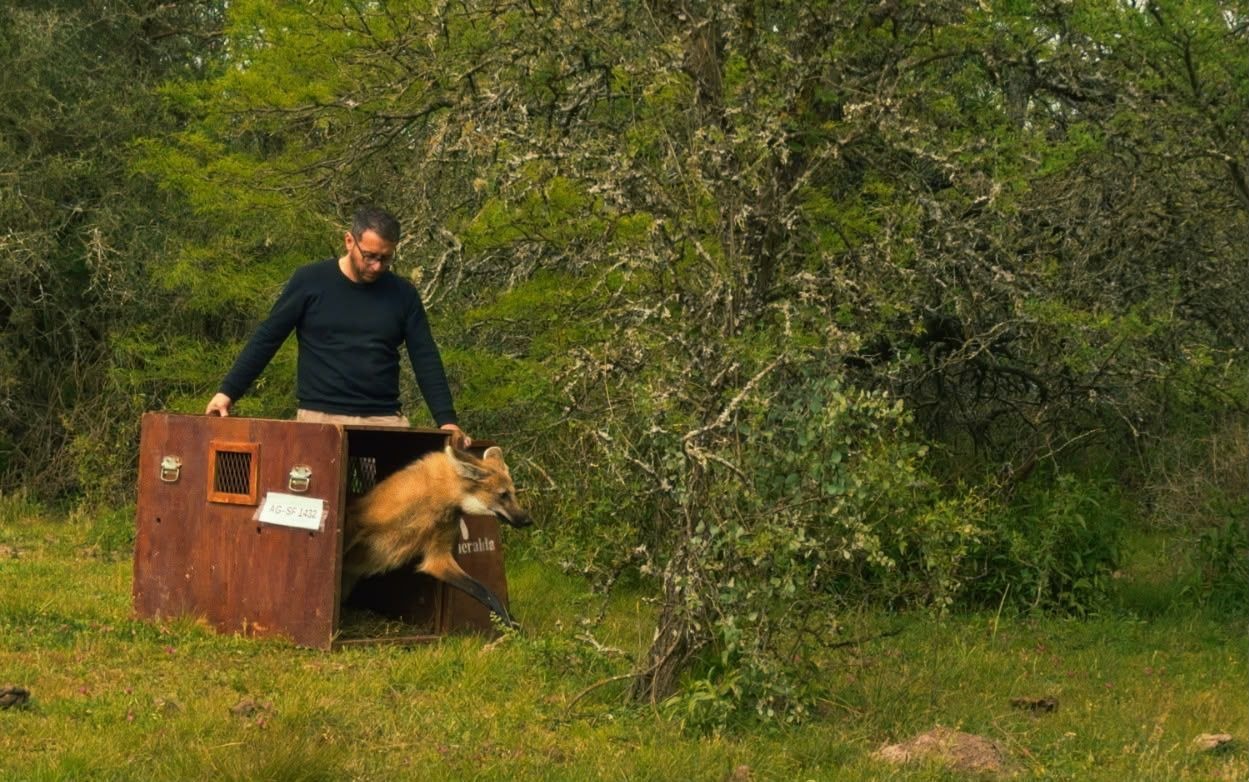 Un técnico abre la jaula de transporte y el aguará guazú sale hacia el monte