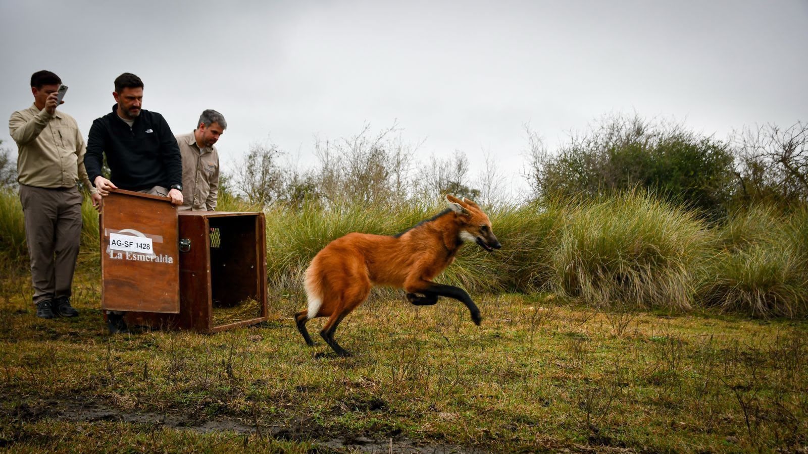 Aguará guazú sale corriendo de la jaula en la Reserva Natural El Fisco ante técnicos del Ministerio de Ambiente