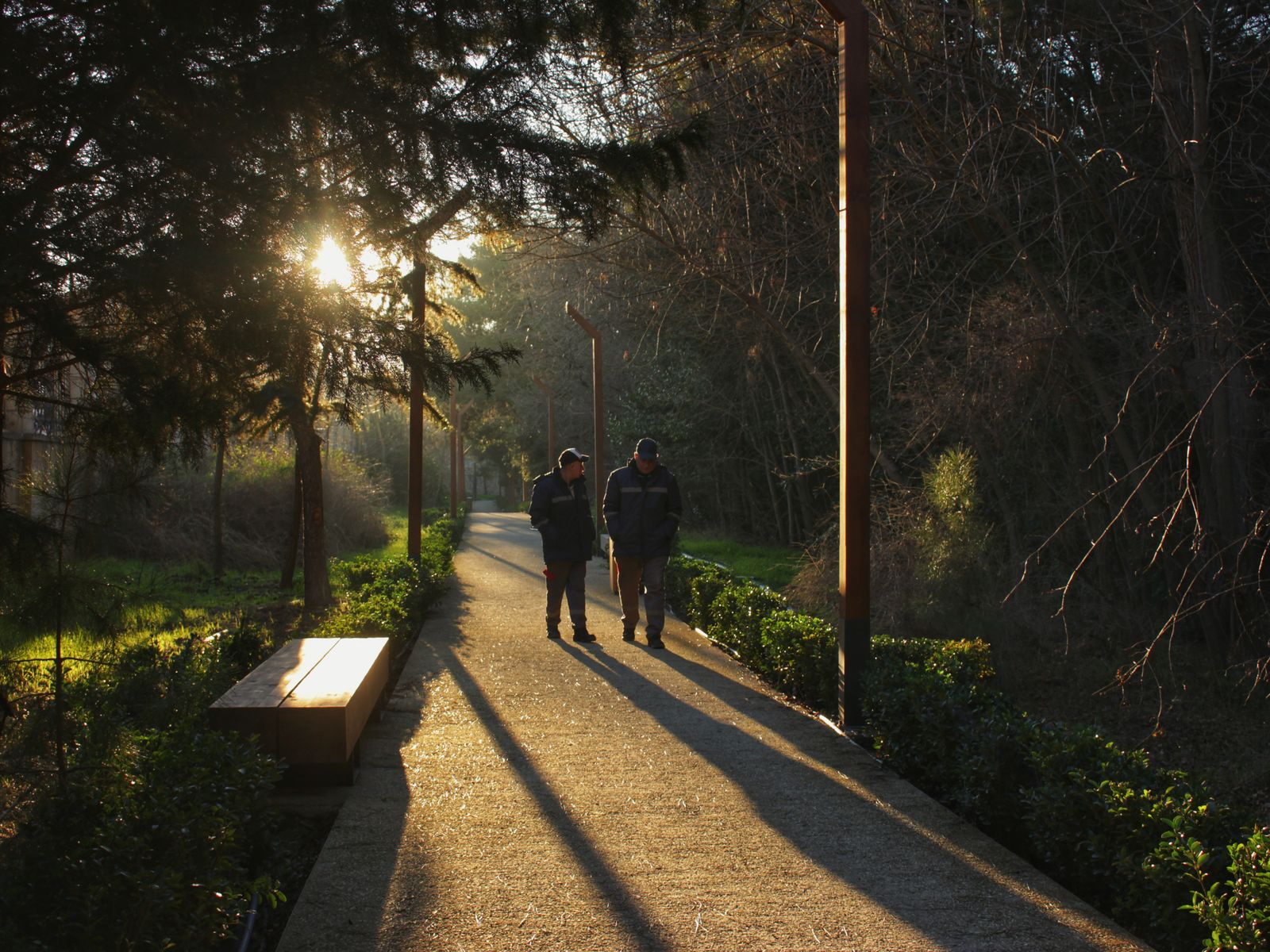 Sendero arbolado iluminado por el sol del atardecer, ideal para caminar