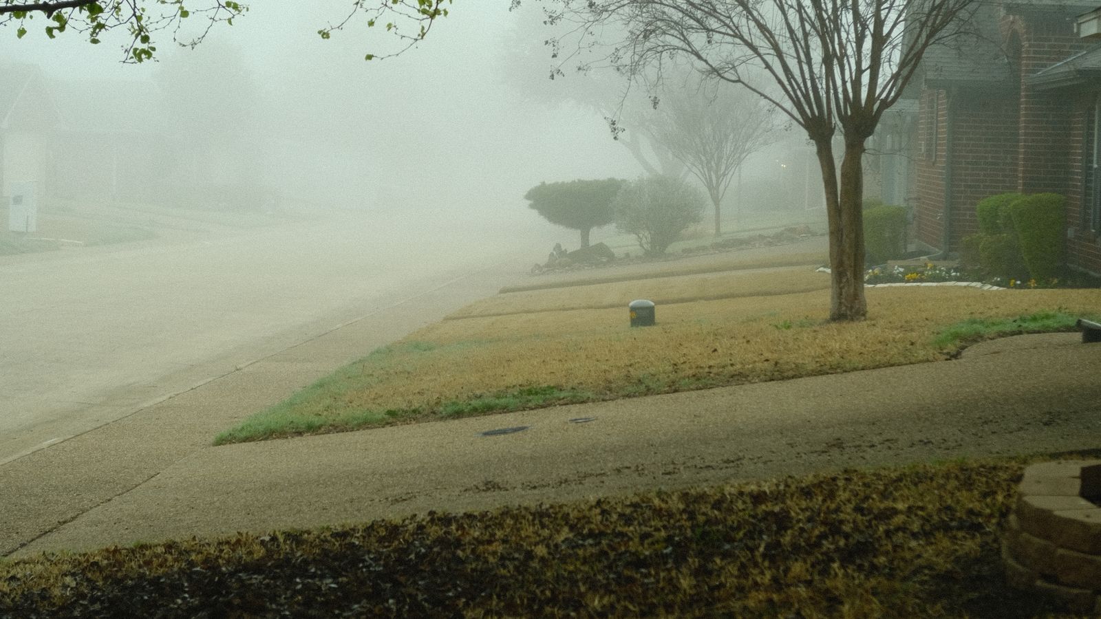 Calle urbana con árboles y niebla