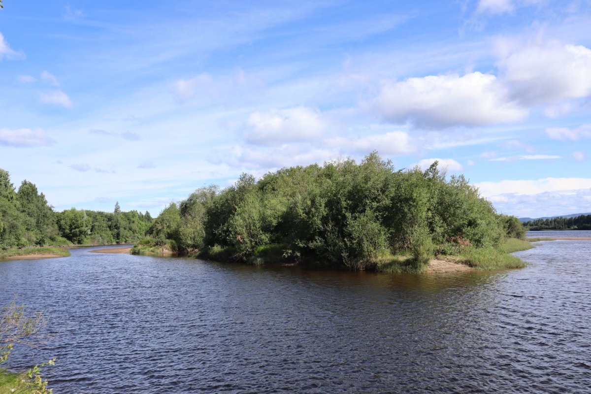 Isla cubierta de vegetación en medio de un río