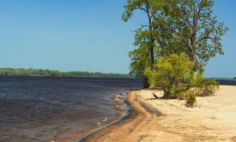 Playa de arena con un árbol a orillas de un río ancho en un día de sol