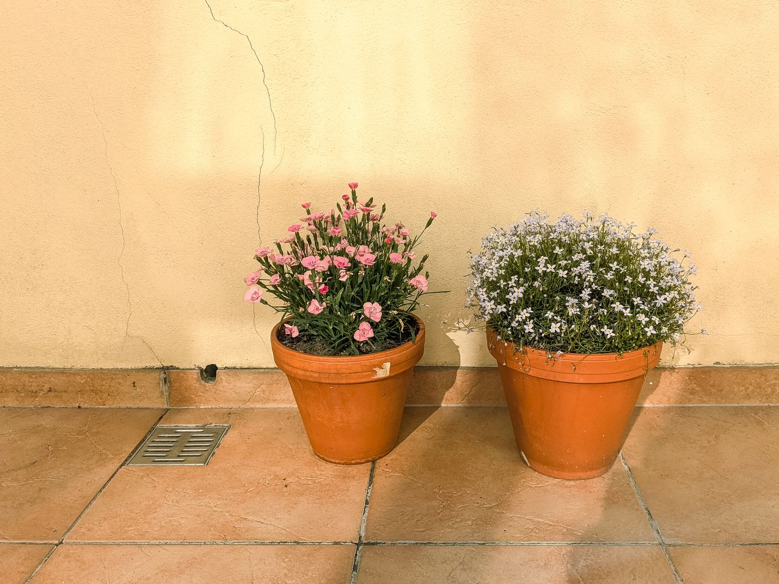Macetas de terracota con flores en un patio soleado