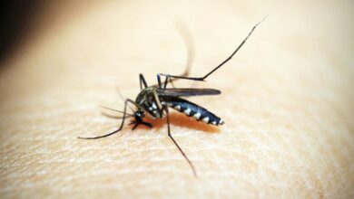 Primer plano de un mosquito picando la piel de una persona