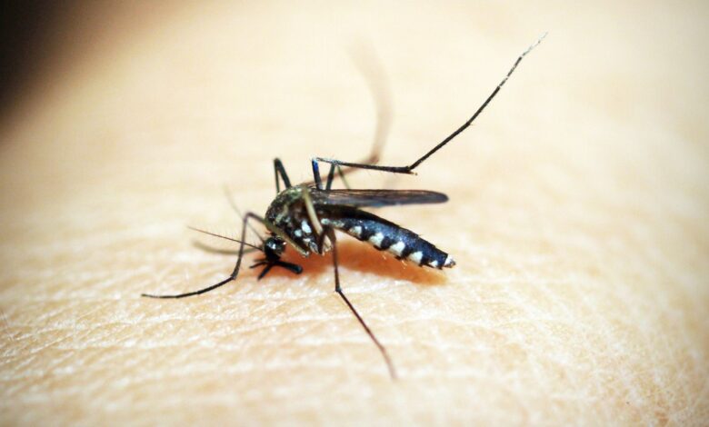 Primer plano de un mosquito picando la piel de una persona