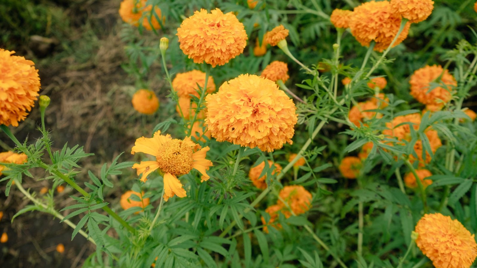 Flores de cempasúchil, las flores naranjas del Día de Muertos