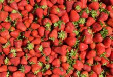 Frutillas frescas y maduras de temporada