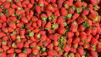 Frutillas frescas y maduras de temporada