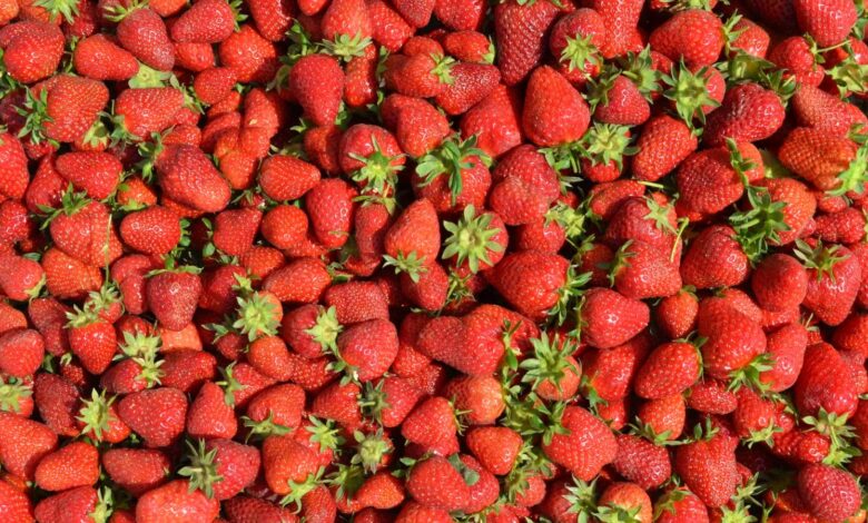 Frutillas frescas y maduras de temporada