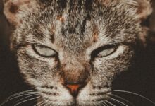 Primer plano de un gato atigrado que mira a cámara