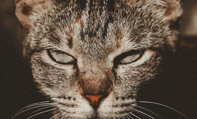 Primer plano de un gato atigrado que mira a cámara