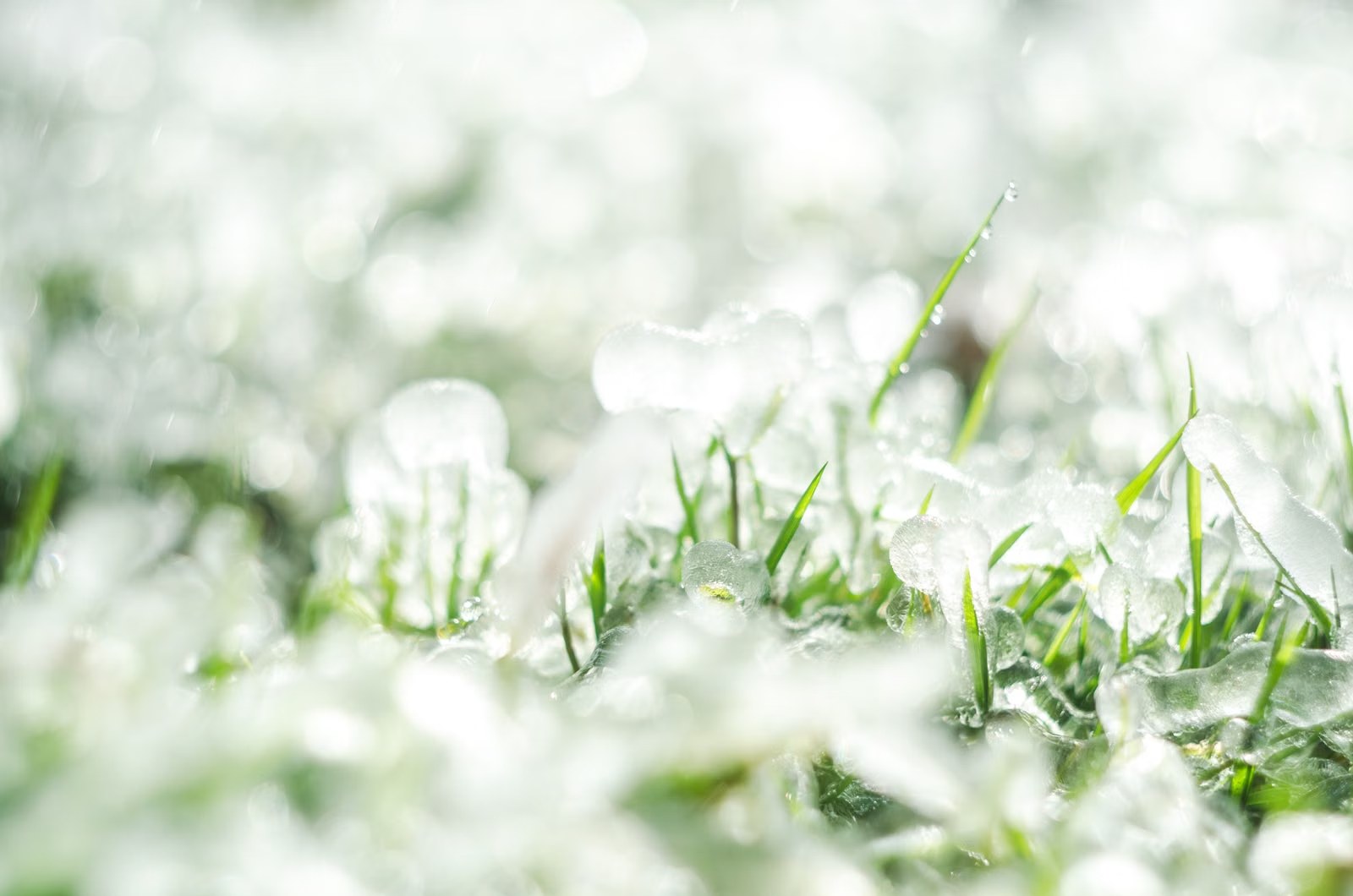 Piedras de granizo sobre el pasto después de una tormenta