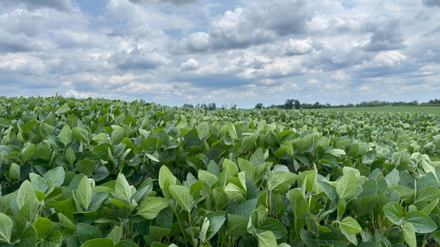 Lote de soja verde bajo un cielo con nubes