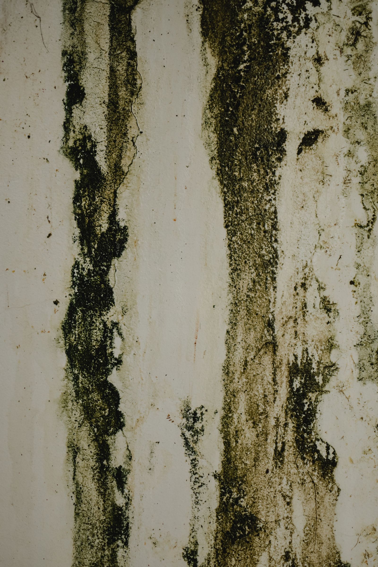 Manchas de moho oscuro sobre una pared blanca