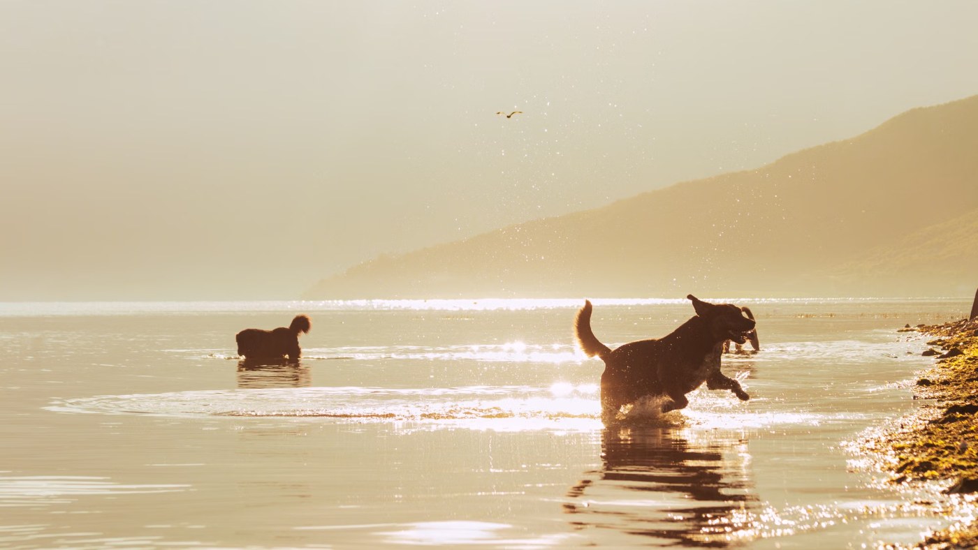 Dos perros jugando en el agua para refrescarse durante el verano