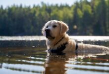 Perro golden retriever nadando en un lago en un día de calor