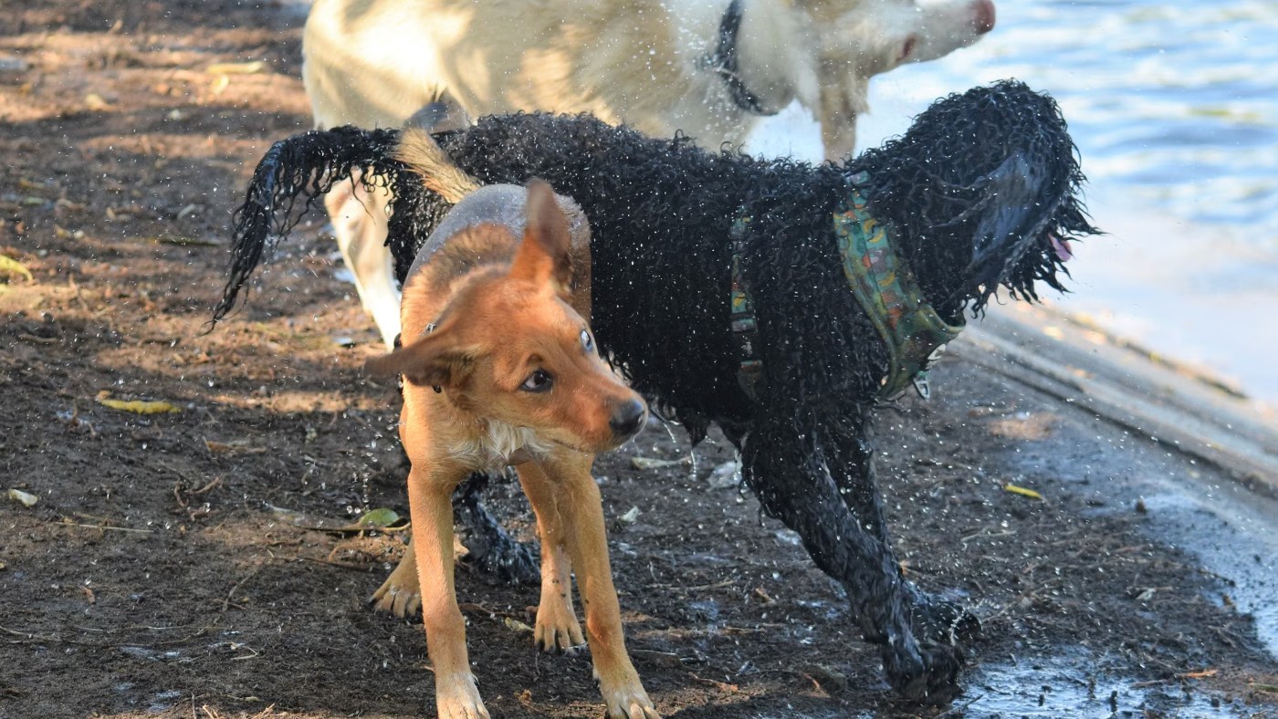 Tres perros sacudiéndose el agua después de jugar en la orilla