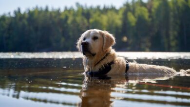 Perro golden retriever nadando en un lago en un día de calor