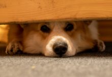 Perro escondido debajo de una mesa de madera