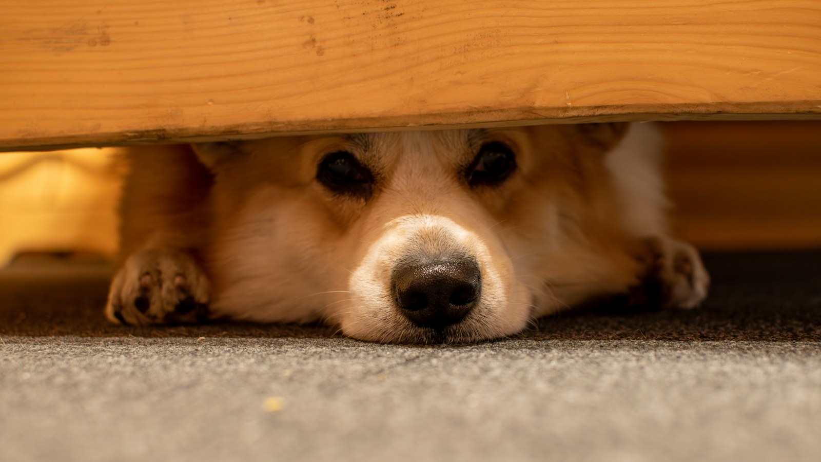 Perro escondido debajo de una mesa de madera