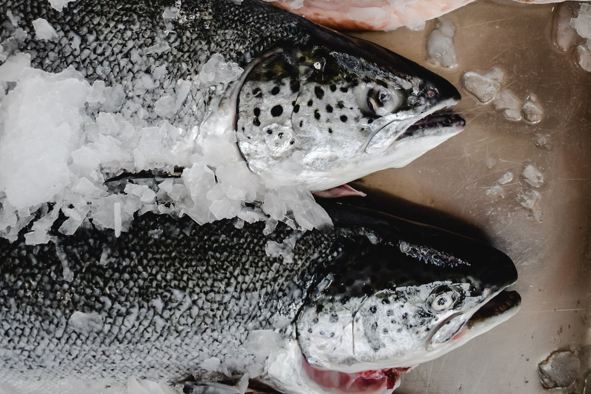 Filetes de salmón fresco sobre hielo
