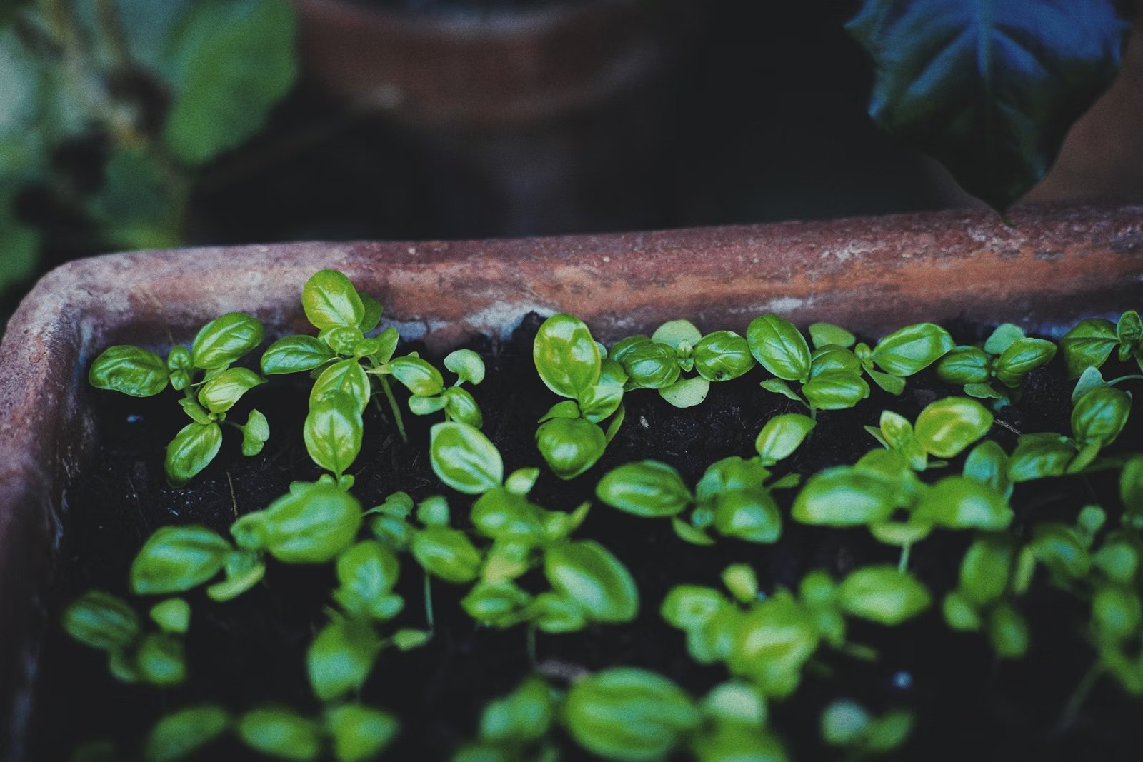 Plantines de albahaca en maceta