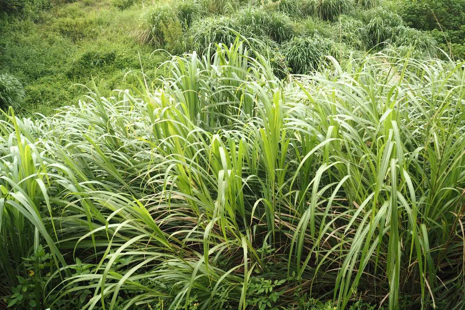 Matas de citronela o limoncillo (Cymbopogon)