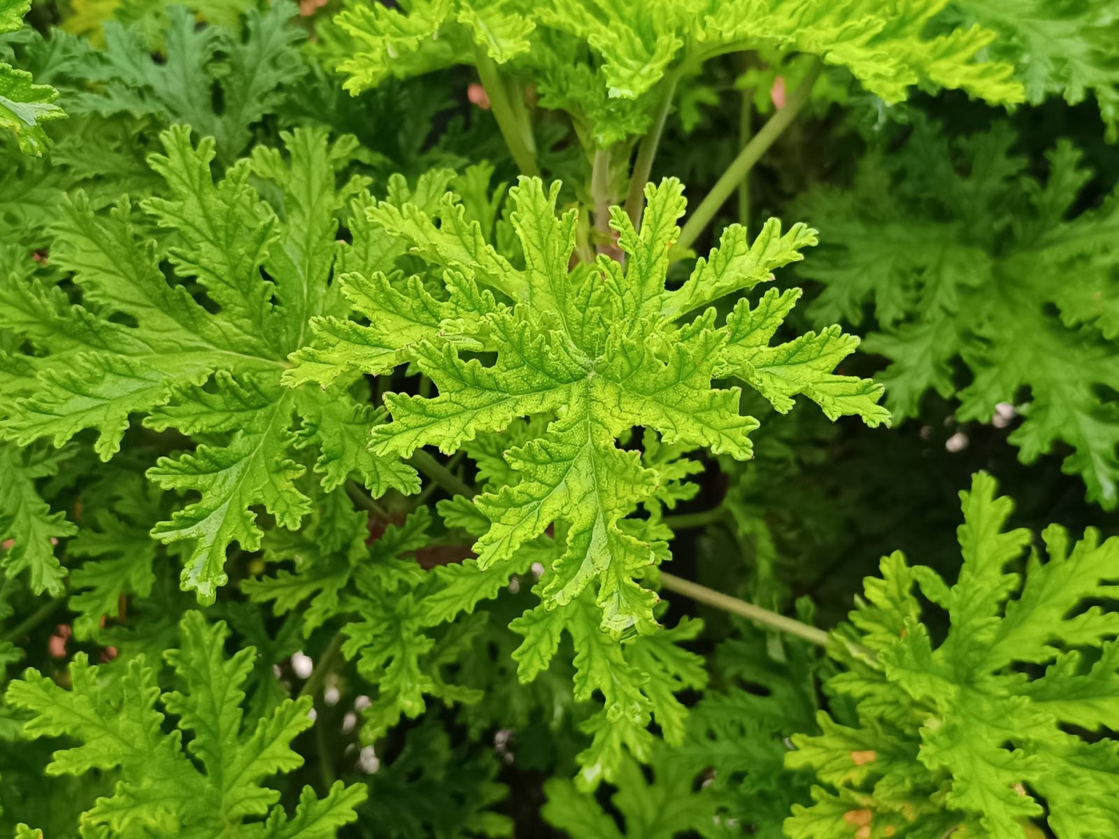 Hojas de geranio de olor (Pelargonium)