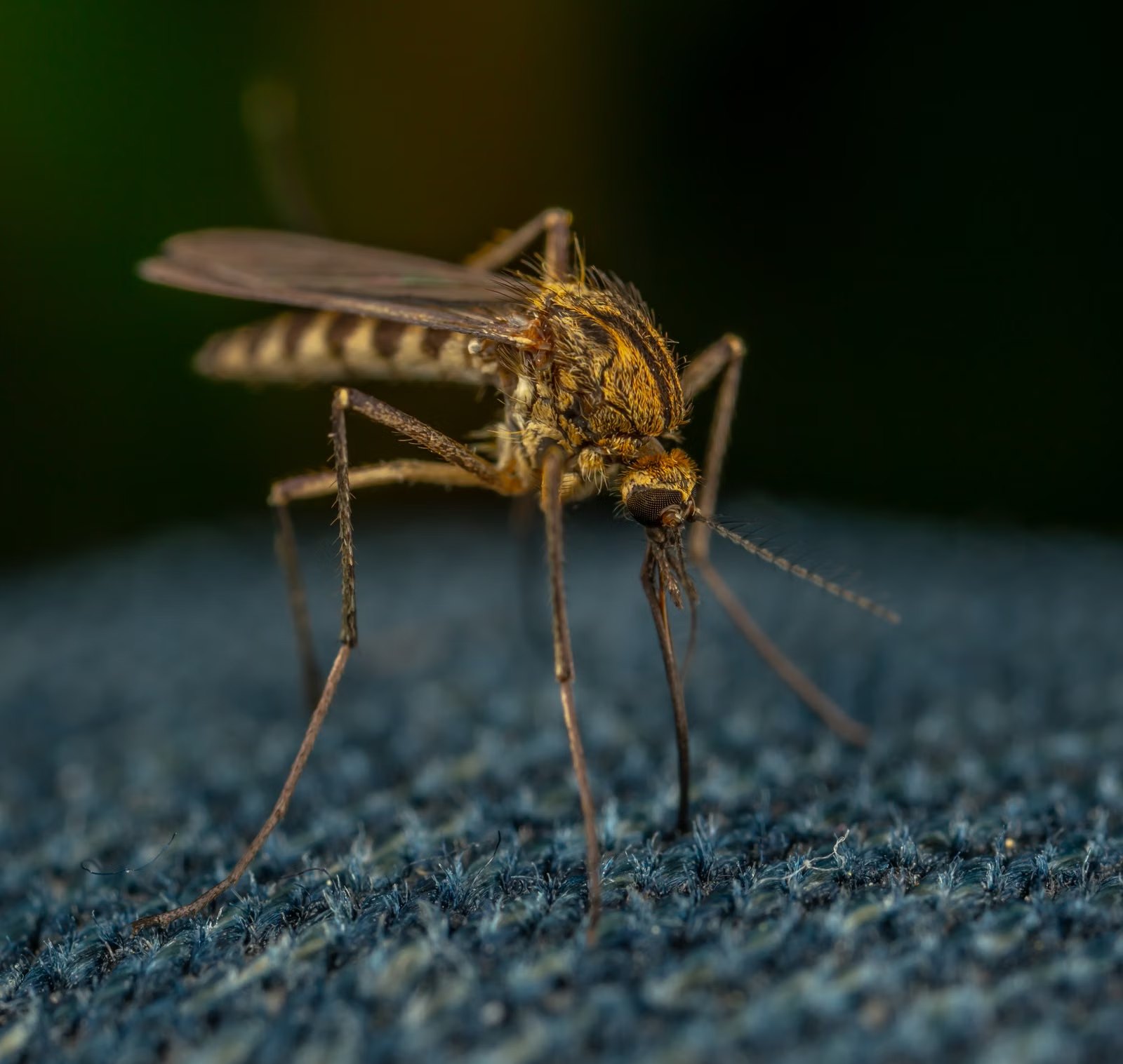 Mosquito apoyado sobre una tela