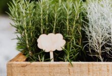 Cajón de madera con plantas de romero y lavanda