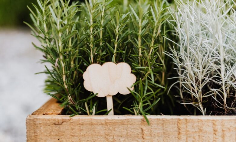 Cajón de madera con plantas de romero y lavanda