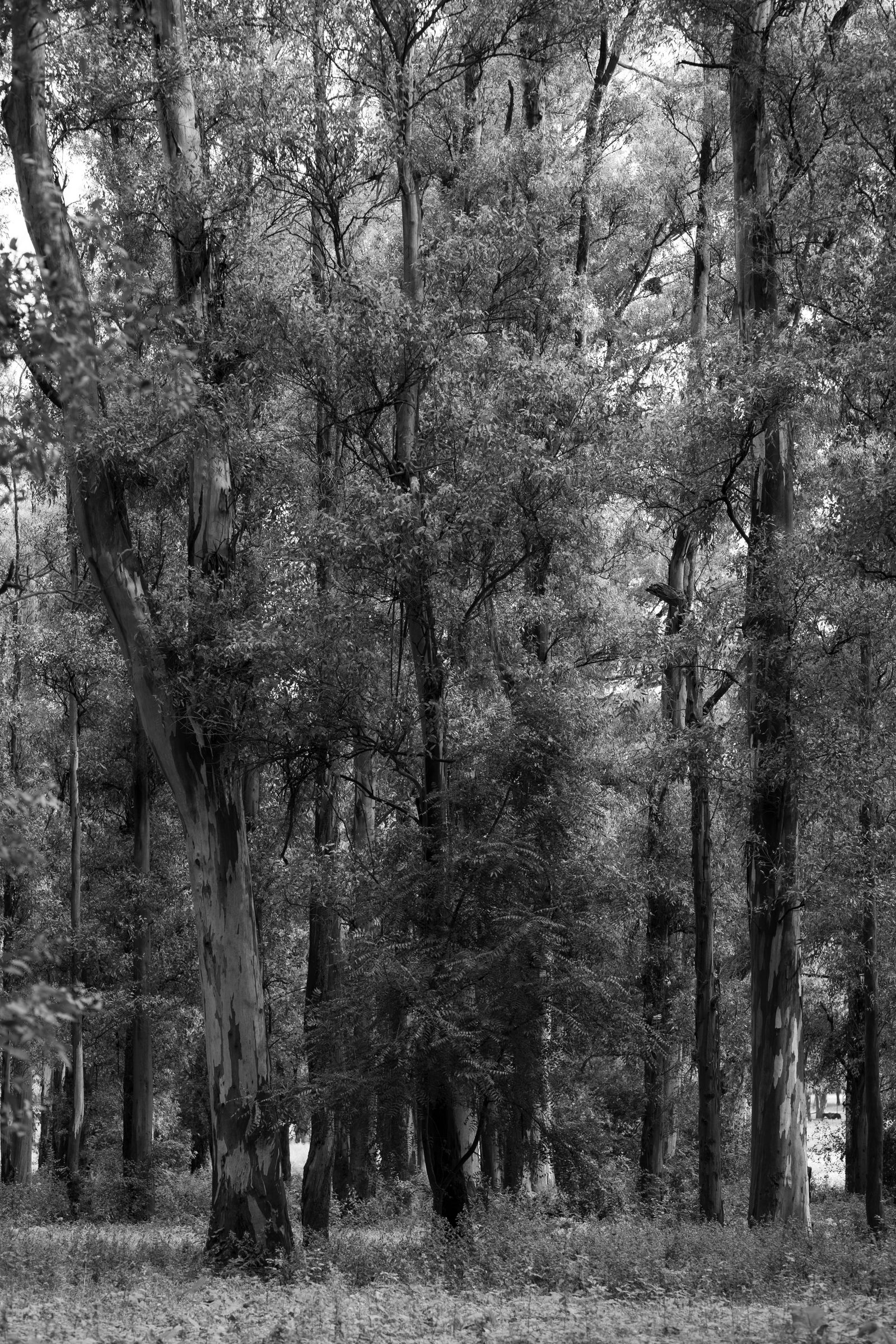 Árboles de un bosque en blanco y negro, imagen ilustrativa de las visitas a espacios verdes